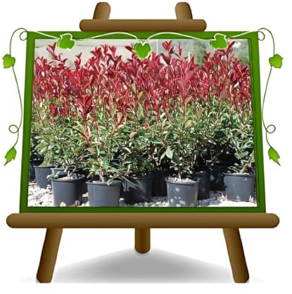 Photinia Fraseri Red Robin Planta para seto Altura: 100-130 cm Maceta: 24/26 cm