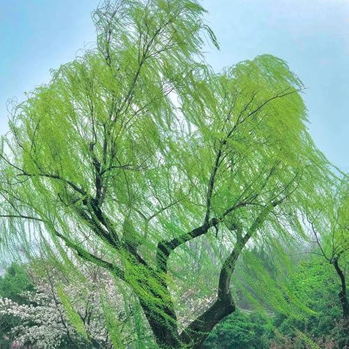 semi di salice piangente - biologici esotiche resistenti interno esterno giardino perenni 200pcs