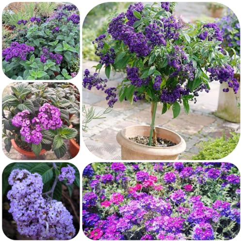 semi di vaniglia arborescens eliotropica, rare da esterno resistenti giardino d'appartamento per luoghi soleggiati da balcone biologici come 150pcs