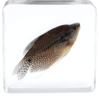 Rainbow_Road Echter Meerestier-Fisch, Kunstharz, Schreibtisch-Briefbeschwerer, Trichogasterleeri, PearlGourami, Exemplar, Wissenschaft, Klassenzimmer, Taxidermie, für Wissenschaft, Bildung
