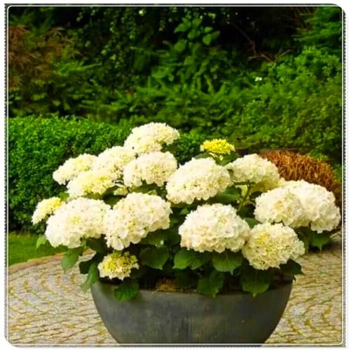 Perennial, Brilliant Hydrangea Bulbs,for Stunning Garden Displays-5 Bulbs-D