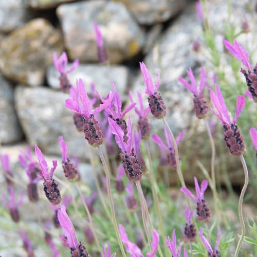 Semi di lavanda resistente - rare balcone giardino interno 550pcs