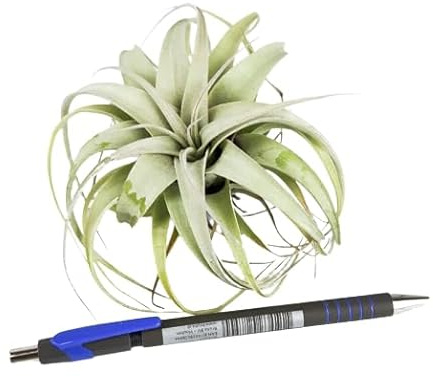 Clavel del Aire Tillandsia Xerographica Planta Grande Viva