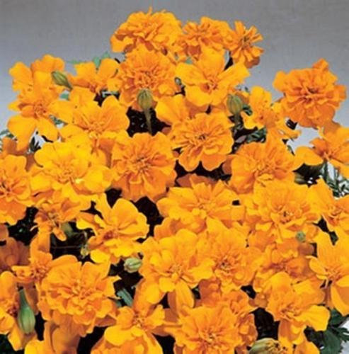 50 Semi di Calendula - Francese Safari Arancione