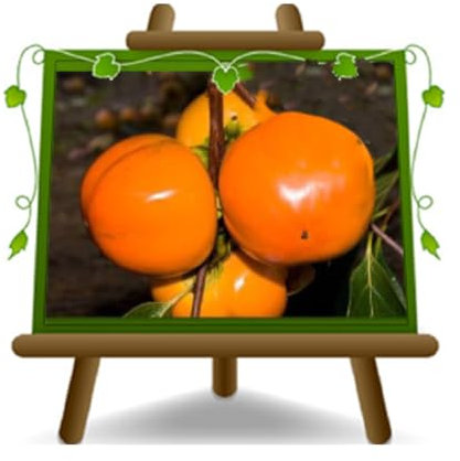 Khaki Apfel Sorte Jiro - alte Obstpflanze auf Rasentopf 26 - Baum max 190 cm - 4 Jahre