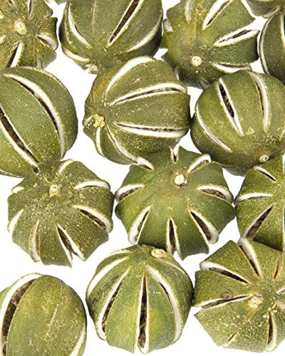 Floralcraft 10Pcs Dried Green Whole Oranges - Fresh Scented Dried Fruit Whole Oranges For Christmas Wreath Garlands, Pot Pourri, Florist Décor