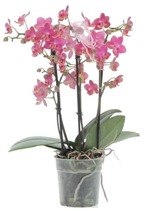 KENTIS - Orchidea Vera Pianta Rara - Phalaenopsis Optimost Morelia - Piante da interno Fiorite Purifica Aria - Vaso Ø 12 cm