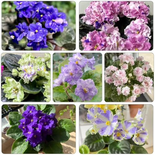usambaraveilchen blumengarten pflanzensamen zimmerpflanzen dachbegrünung büropflanzen blumensamen schnittblumen blumensaat topfpflanzen echt bonsai topf wildblumen balkonblumen 10samen