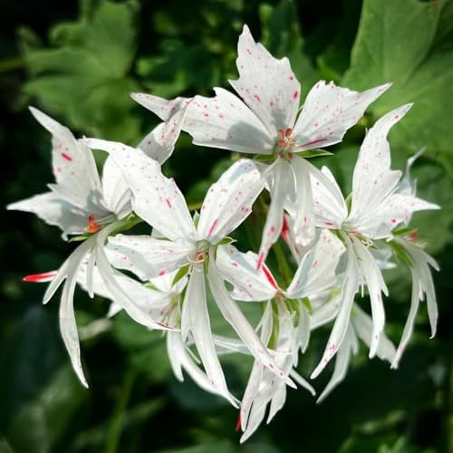 Geranien, bodendecker seltene balkongewächshäuser exotische geschenke für gärtner blumensamen gastgeschenk alte sorten wildblumensamen für sonnige plätze steingartenpflanzen 50Samen