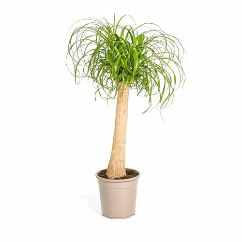 Beaucarnea Recurvata – Elefantenfuß – Ø24cm – 80-100cm – Pflegeleichte Zimmerpflanze mit markantem Stamm & eleganten Blättern – Trockenheitsresistent