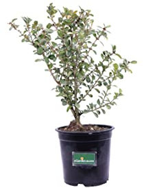 Pianta di Bosso Sempervirens Rotundifolia pianta di Buxus Sempervirens Rotundifolia pianta ornamentale di Bosso pianta da giardino pianta da esterno pianta vera di Bosso venduta da eGarden.store