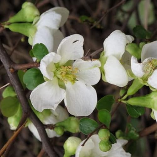 Cognassier du Japon 'Jet Trail' – Chaenomeles superba 'Jet Trail' 30-40 cm pot | Arbuste compact, fleurs blanches abondantes, idéal bordure & petit jardin