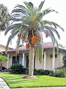 vegherb Phoenix canariensis canarien Palmier Dattier 10 graines