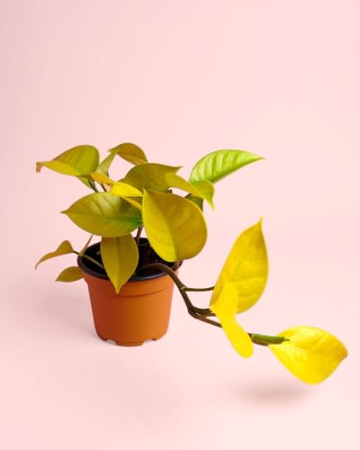 PUR PLANT Philodendron Lime | Planta natural de interior tropical y resistente | Hojas verde lima brillantes y decorativas | Purificadora y luminosa | Maceta de Ø12 cm