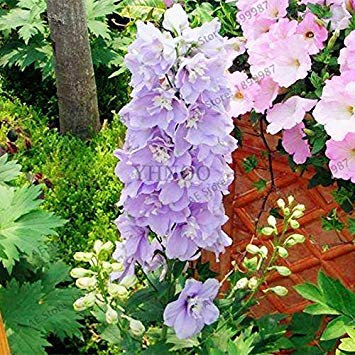 vegherb 11: 100 Stück/Beutel Mischfarben-Rakete Rittersporn Samen Consolida ajacis Delphinium Blumen Samen Topf Bonsai DIY Hausgarten 11