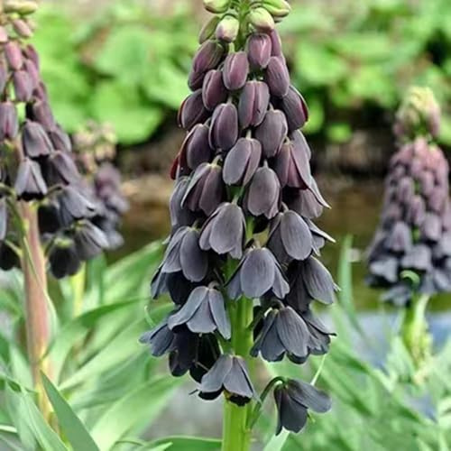 6 pezzi bulbos la corona imperial - bulbos de balcón corona imperial, sostenibili, perenni resistenti