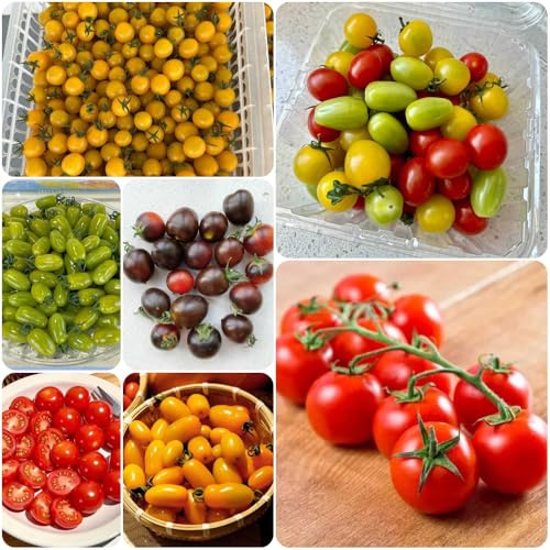 Cherry TomatenSamen - seltene gemüsepflanzen säulenobstbäume winterhart exotische säulenobst steingartenpflanzen 200pcs