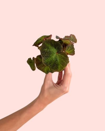 PUR PLANT Begonia Rex Soli Mutata Mini | Begonia de Colección | Planta Natural de Interior | Maceta Ø6 cm