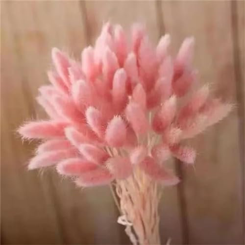 Pampasgras-Dekor,100 Stück 40 cm getrocknetes Hasenschwanzgras, dekorative Blumen, Material, trockene Blumen, Kaninchenschwanzgras, Blumensträuße, Weihnachtsdekoration, Rosa