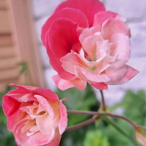 geraniensamen pelargonium geranien hängend winterharte garten zierblumen blumendeko hochbeet bonsai 350pcs