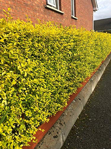 10 Golden Privet Evergreen Hedging Plants Fast Growing Shrubs 25-40cm Potted Sunnyside Nurseries