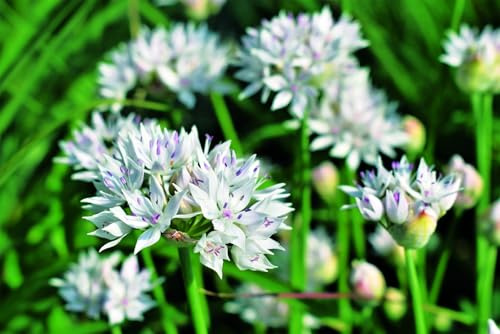 Allium amplectens 'Graceful' (Multi-bulbe) / Ail d'ornement blanc/Conteneur de 1 à 1.9 litres/Vivace bulbeuse