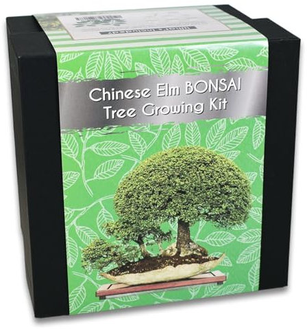 Chinese Elm Bonsai Tree Growing Kit