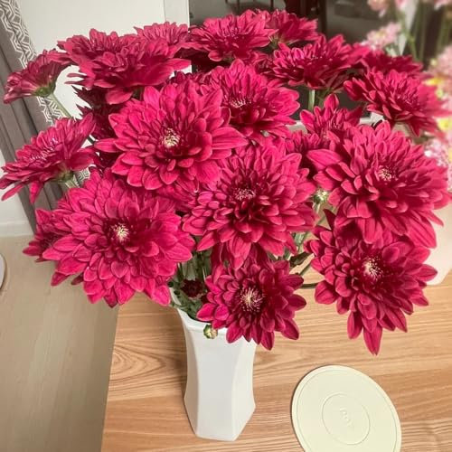 500 pcs gänseblümchen samen bienenwiese saatgut mehrjährig winterhart pflanzensamen topfpflanzen gänseblümchen samen für rasen blumensamen gastgeschenk blumensamen geschenk blumenwiese