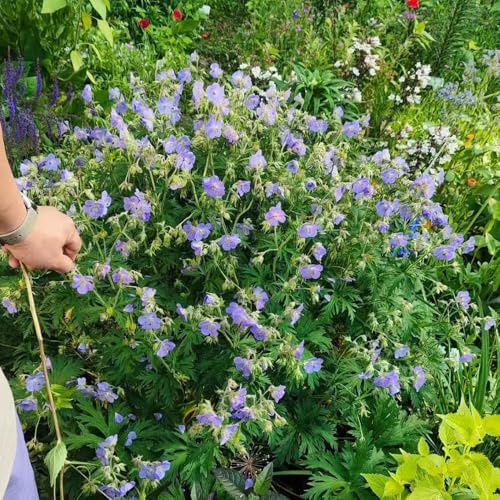 Storchenschnabel - zimmerpflanzen stauden garden exotische pflanzensamen bodendecker gartenpflanzen blumensamen blumenwiese mehrjährig winterhart bonsai 100samen