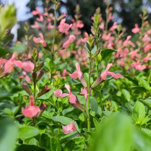 Semillas de salvia - raras Salvia japonica - semillas de jardín de para exterior resistentes al invierno Decoración de jardín para exteriores 550pcs