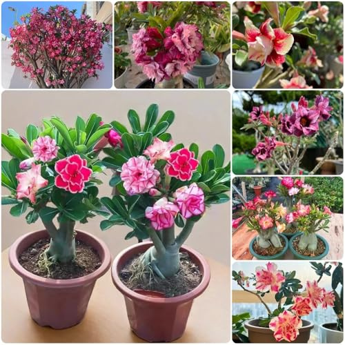 Mezcla de semillas de rosa del desierto, perennes resistentes de Adenium obesum, rosa del desierto de rosa del desierto 3pcs