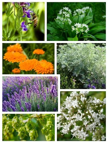 Klostergarten Kräuterset - 7 Heilpflanzen und Kräuterpflanzen Samen Set