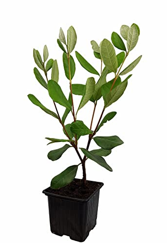 Seedeo® Ananas Guave (Acca sellowiana) Pflanze ca. 20 cm hoch