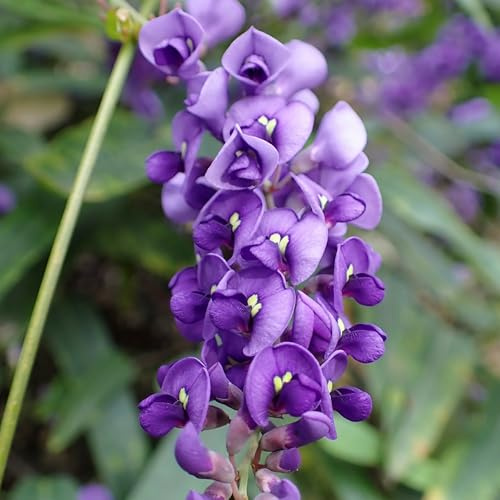 Vivai le Georgiche - Pianta vera di Hardenbergia violacea Lillà rampicante, Lillà australiana - vaso Ø 17 cm - altezza alla vendita 40-60 cm