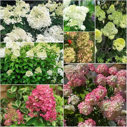 Semillas resistentes de hortensia panícula - serie de raras - resistentes para jardín, interior semillas hortensia panícula hortensias 200pcs