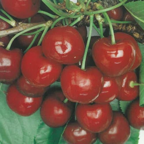 PIANTA DA FRUTTO CILIEGIA BIGARREAU VAN in vaso 20 - età 2/3 anni