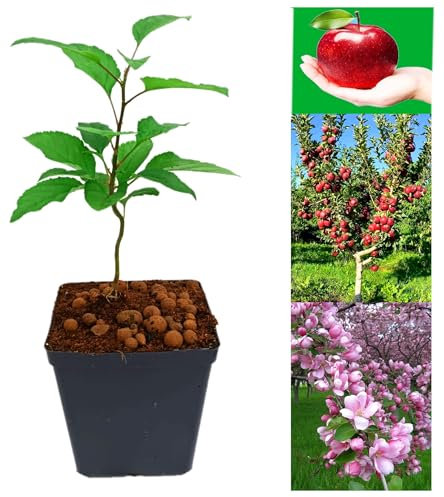 Fruit Trees,Quince,Grape,Apricot,Fig,Plum,Loquat,Hazelnut,Avocado,Lulo,Mango Tree(25-65cm) (Apple)