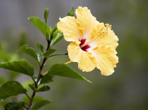 Mediterrano Hibiskusdünger – Spezialdünger für kräftige Blüten & gesundes Wachstum – Düngergranulat für Garten-Hibiskus im Außenbereich – Nährstoffreich & einfach anzuwenden“ 3 kg