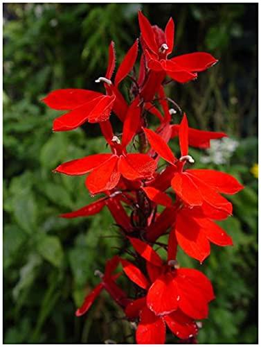 PREMIER SEEDS DIRECT -Perennial Lobelia Queen Victoria - 250 PELLETED Seeds