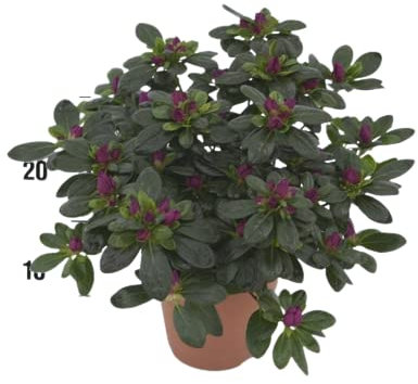 Azalea Planta Natural Un Aroma Dulce y Refrescante en tu Casa