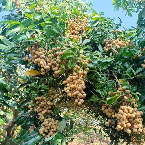 200samen Dimocarpus - säulenobst winterhart balkon zwergobstbäume säulenobstbäume winterharte kübelpflanzen, bohnenkraut obstbaum exotische gartenpflanzen