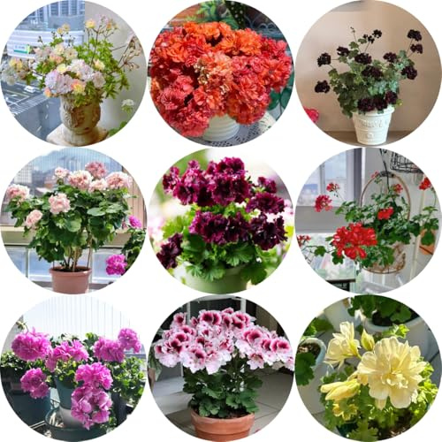 geranios de del balcón pelargonio ornamentales lugares soleados. Decoraciones otoñales un jardín resistente trepadoras, de jardín rocas 350semillas