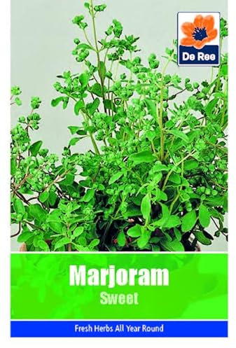 Marjoram Sweet Seeds - 340 Seeds Vegetable Grow Your Own Garden Salad Herb Vegetable Seed