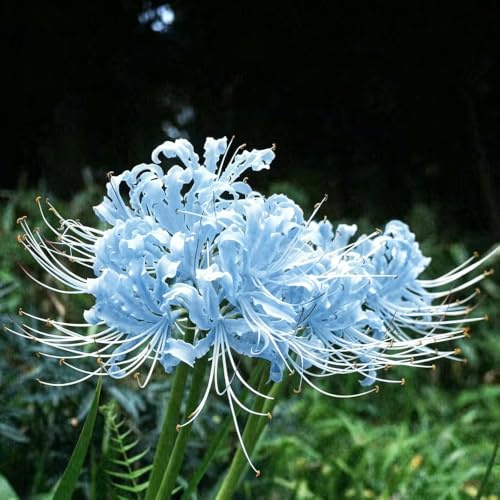 Lirio araña - Lycoris radiata de interior de resistentes Parterres elevados jardín 4bulbos