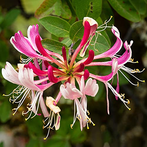 Lonicera Serotina, laubabwerfende blühende Kletterpflanze, robuste Gartenpflanze im Topf.