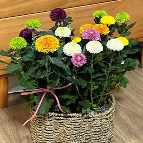 semillas de pompon mamma resistentes para el jardín mamá pompón de jardín, sombra de balcón perennes 400pcs