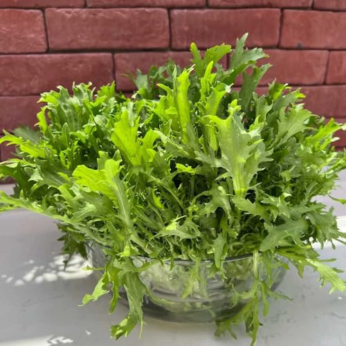 comprar endivias trepadoras exóticas semillas de endibia resistentes jardines de rocas jardín perennes resistentes semillas hortalizas camas elevadas Cultivo 100Semillas