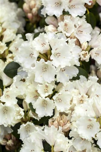 Rhododendron 'Gartendirektor Rieger' - Winterharte Gartenazalee, Blühender Zierstrauch, Rosa Blüten, 60-70cm