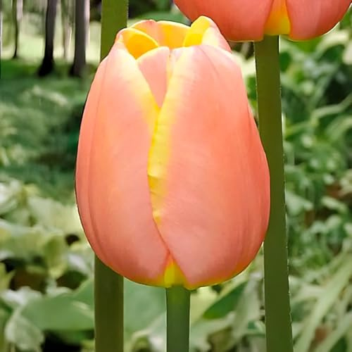 10 bulbes de Tulipes 'Mango Charm' | Circonférence 11/12 cm | Bulbes provenant des meilleurs producteurs néerlandais | Sélection exclusive et contrôle qualité | Floraison garantie.
