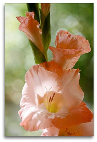 Premium Textil-Leinwand 80 x 120 cm Hoch-Format Gladiole | Wandbild, HD-Bild auf Keilrahmen, Fertigbild auf hochwertigem Vlies, Leinwanddruck von Gisela Kruse